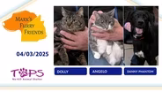 04/04/2025 | Dolly, Angelo and Danny Phantom  | Mark’s Furry Friends