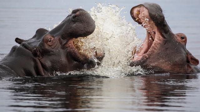 Nature | Hippos Fight Off Hungry Birds
