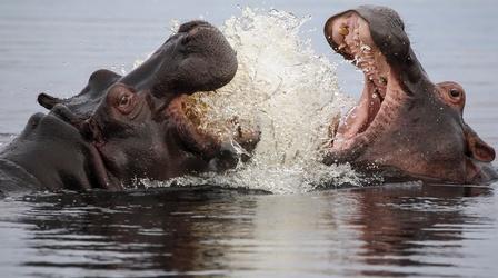 Video thumbnail: Nature Hippos Fight Off Hungry Birds