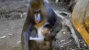 Mandrill Baby