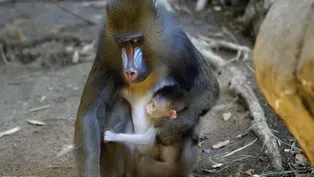 Mandrill Baby