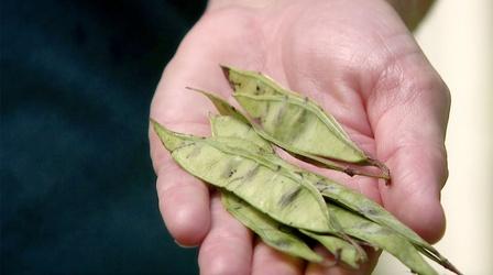 Video thumbnail: Virginia Home Grown Ecotype Seeds