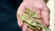 Ecotype Seeds