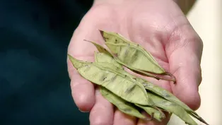 Ecotype Seeds