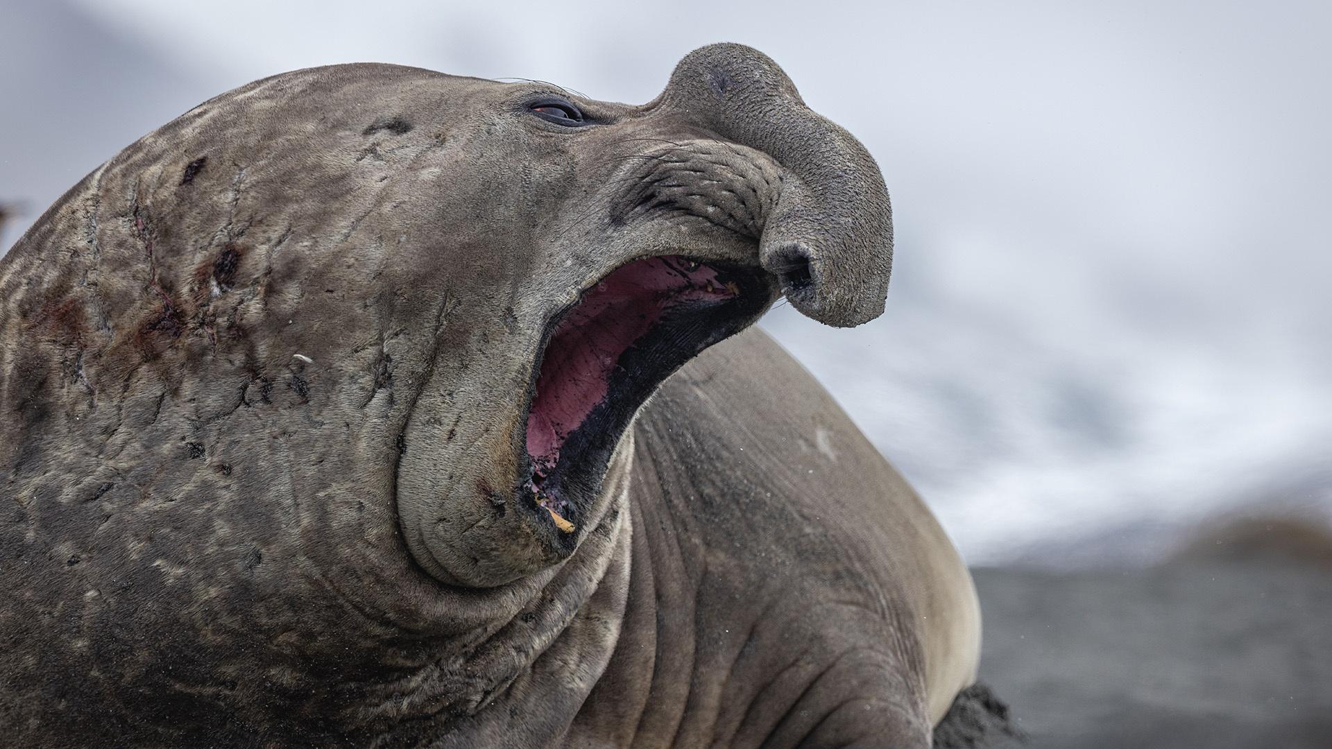 As polar oceans warm and sea ice disappears, is the balance of our entire planet at risk?