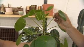 Video thumbnail: Volunteer Gardener Volunteer Gardener 2739