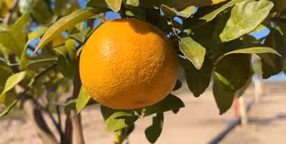 Researchers turn to gene editing to protect Florida oranges