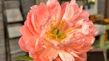 Video thumbnail: Making It Grow The SC Wildlife Federation and Flower-Pressed Greeting Cards
