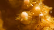 A Coral is Born
