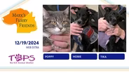 12/19/2024 | Poppy, Hobie and Tika | Mark's Furry Friends | Web Extra