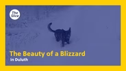 The beauty of a blizzard