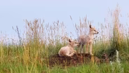 Coyote Crossing (Preview)