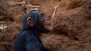 Senegal Chimpanzees Seek Shade In a Cave