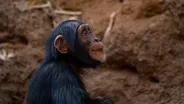 Senegal Chimpanzees Seek Shade In a Cave