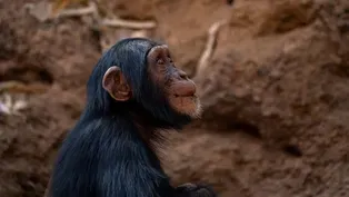 Senegal Chimpanzees Seek Shade In a Cave