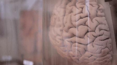 Video thumbnail: SCI NC Why Is a Mini-Brain Helpful?