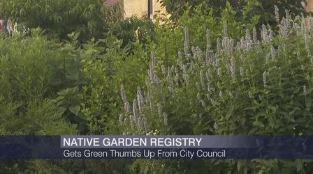 Video thumbnail: Chicago Tonight Native Garden Registry Gets Green Thumbs Up From City