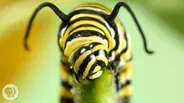 Why Is The Very Hungry Caterpillar So Dang Hungry?