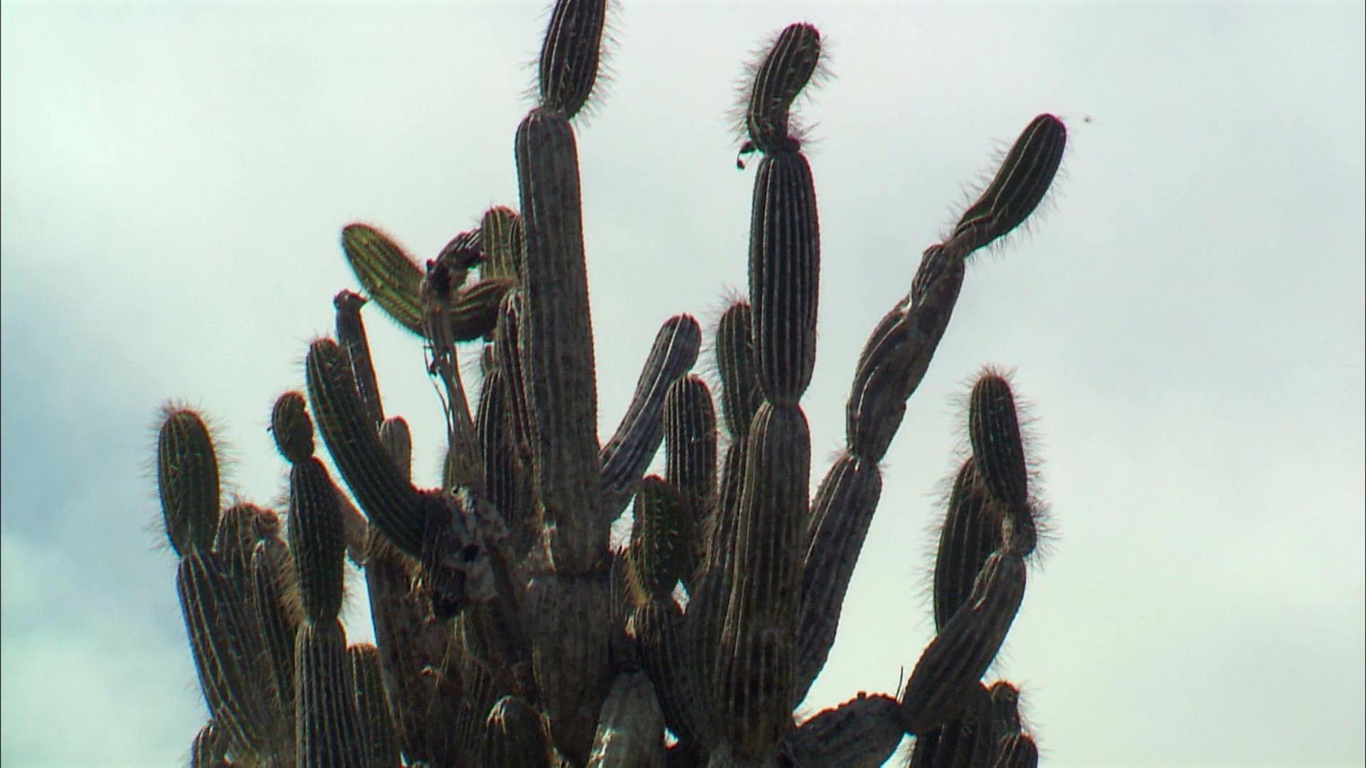 Treasures of the Galapagos