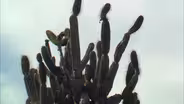 Treasures of the Galapagos