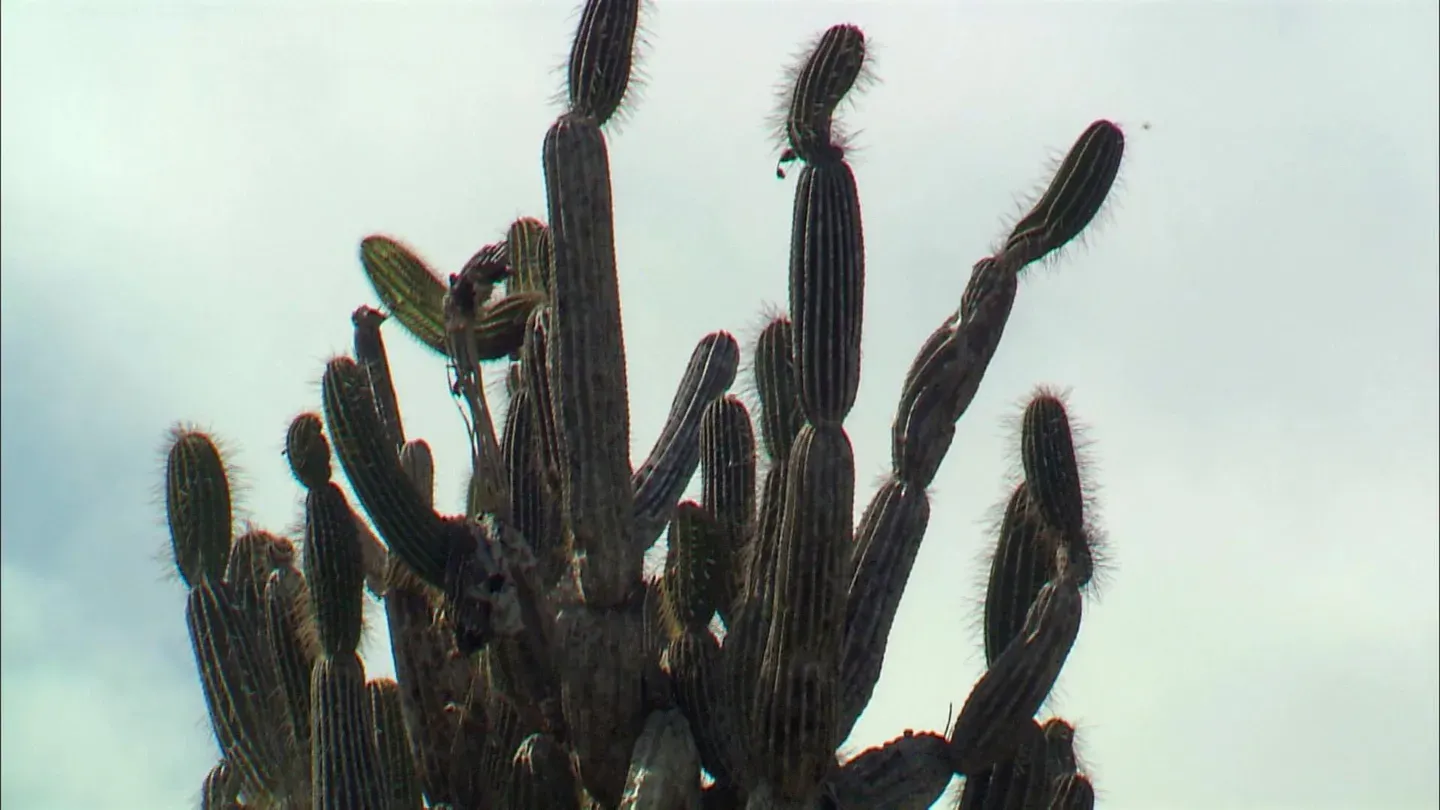 Treasures of the Galapagos