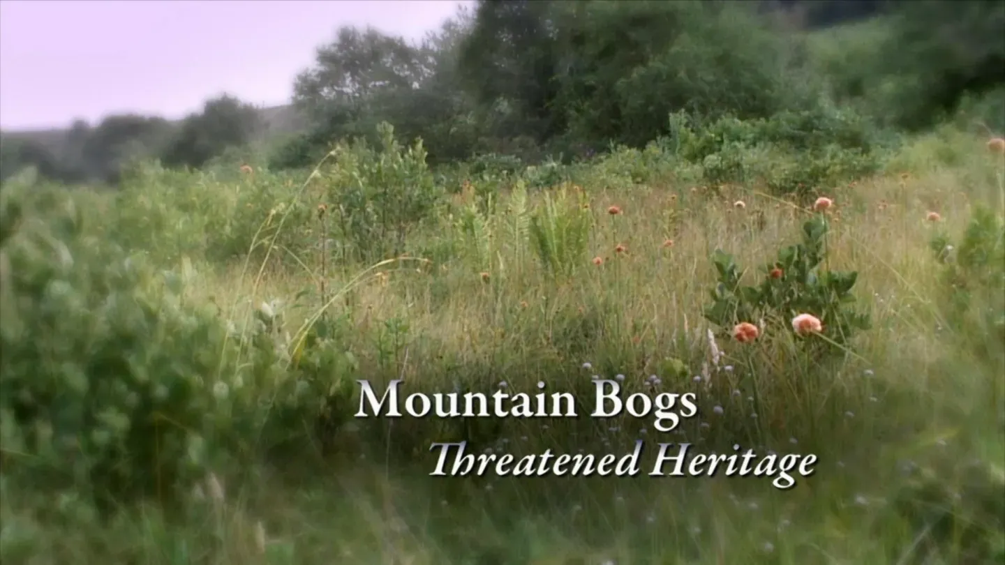 Mountain Bogs – Threatened Heritage