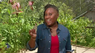 Wisconsin butterflies thrive in Appleton sanctuary