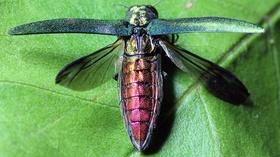 Video thumbnail: Backyard Farmer Backyard Farmer: Digging Deeper: EAB