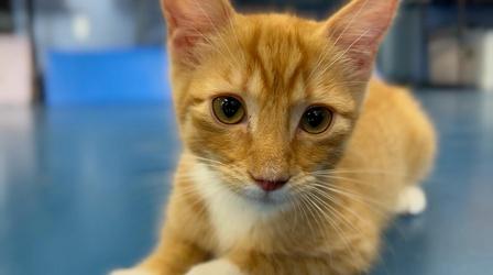Video thumbnail: Animal Talk Caring for Your Kitten