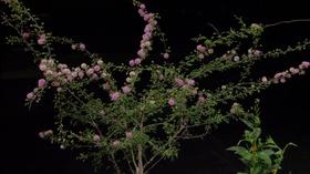 Video thumbnail: Central Texas Gardener Pollinator-Friendly Plants in Deer Country