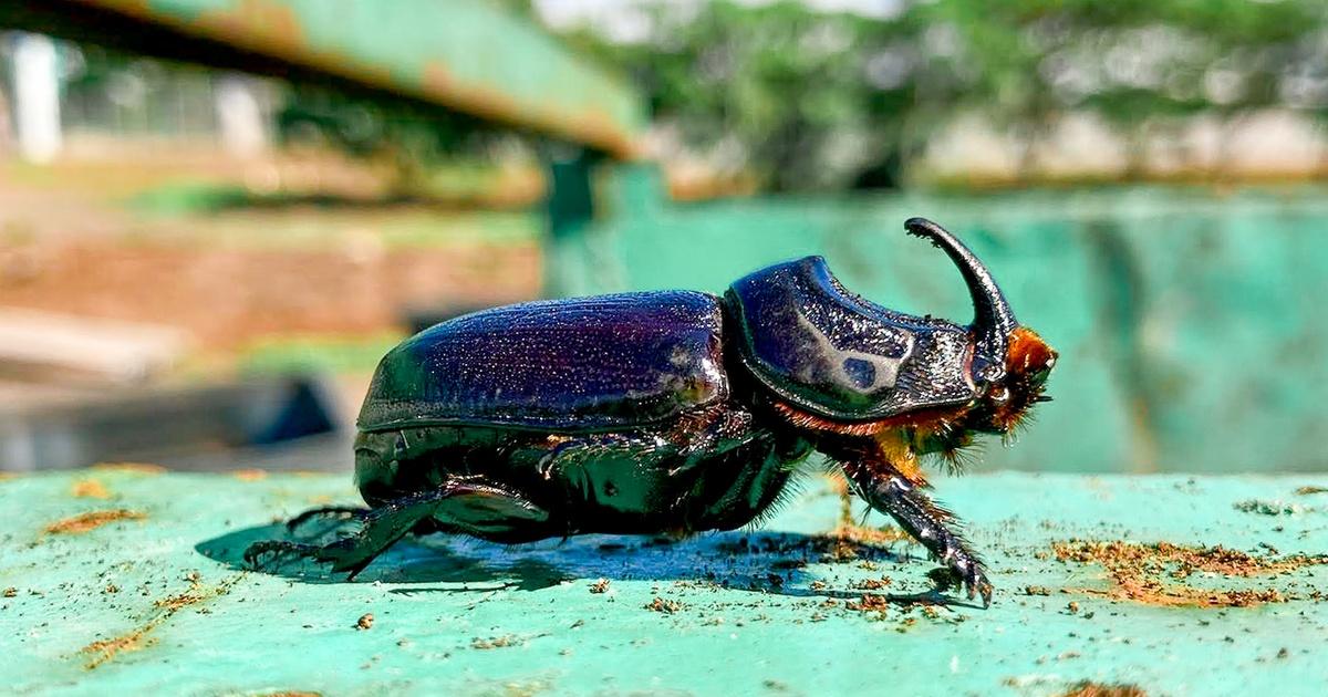 Pest trapper - conservation in action - Interislander - Cook