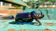 9/16/21 Hawaiʻi's Battle Against Invasive Species
