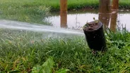 Spring Landscape Watering Tips & No Mow May