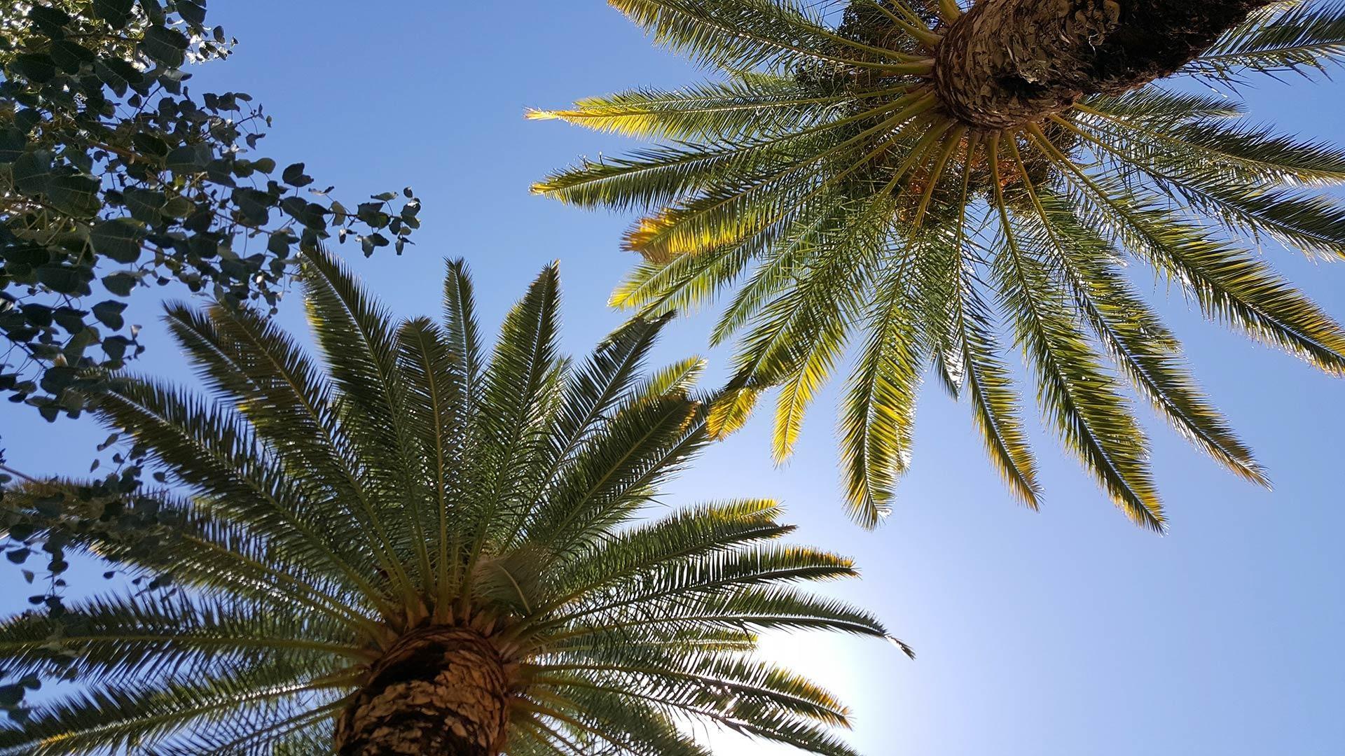 Palms in the Desert