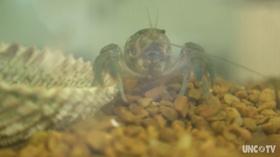 Video thumbnail: UNC-TV Science Saving ocean fisheries, one bait cake at a time