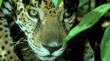 Video thumbnail: Nature Jaguar: Year of the Cat