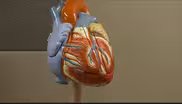 Preventing Heart Disease