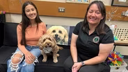 A Paws for Healing