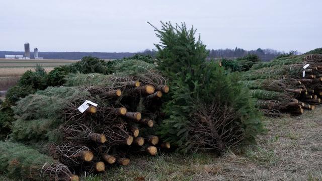 The long road from a Christmas tree farm to your home