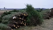 The long road from a Christmas tree farm to your home