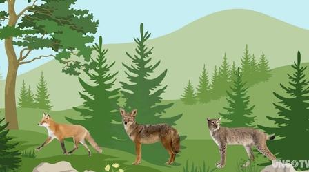 Video thumbnail: SCI NC Bobcats and foxes: are they cool with coyotes?