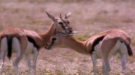 Video thumbnail: Nature Born to Run