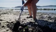 Rediscovering ancient clam gardens to feed the future