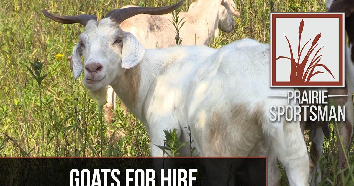 Prairie Sportsman | Goats for Hire | Season 9 | Episode 3 | PBS