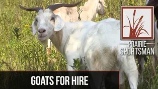 Goats for Hire