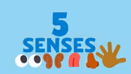 5 Senses