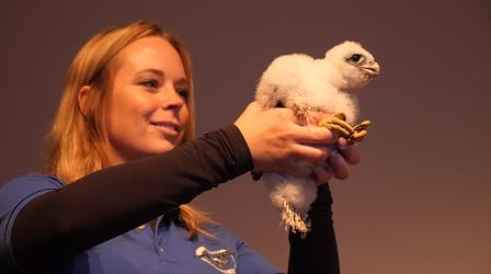 Video thumbnail: Prairie Sportsman The Peregrine Returns