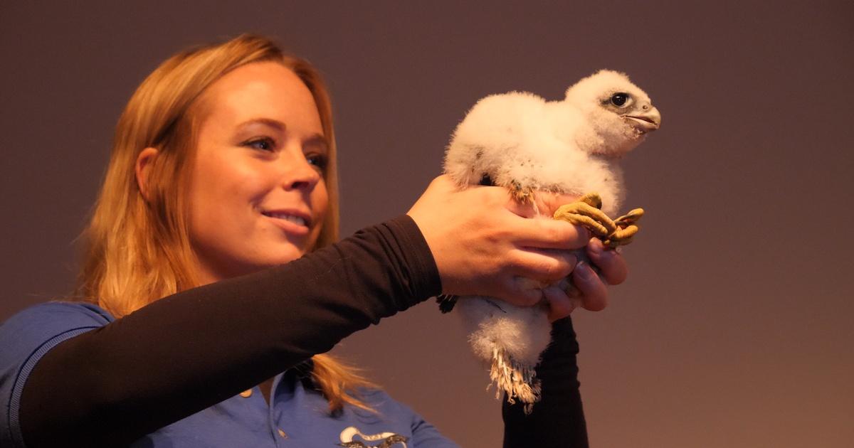 Prairie Sportsman | The Peregrine Returns | Season 11 | Episode 3 | PBS