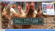 Small City Farm