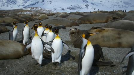 King Penguins Tiptoe Around Elephant Seals